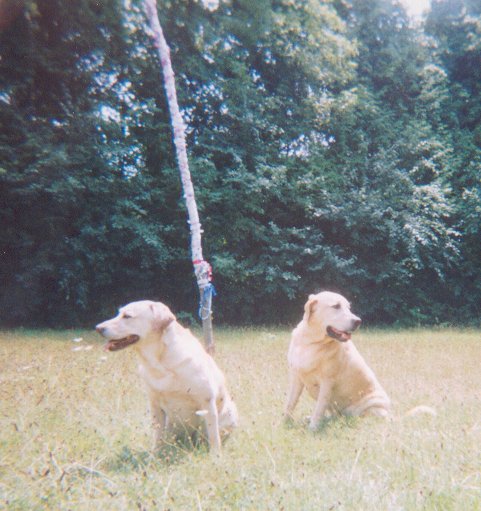 Doggies on Guard